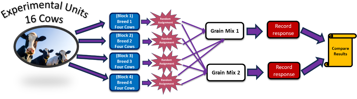 Diagram of the dairy cow example